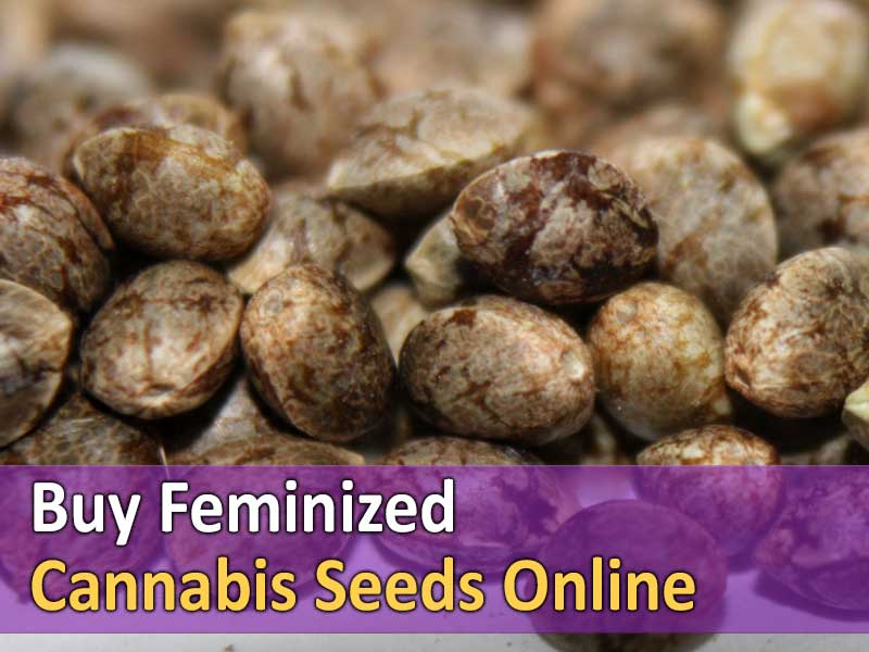 Buy Feminized Cannabis Seeds Online